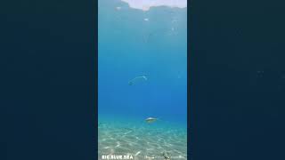 Watch till the end 🤯 fish lovethereef beautifulanimals calm scubadiving oceanreef [upl. by Ilona]