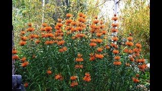 Growing Leonotis leonurus Lions Tail  How to grow a year round cut flower garden  Ep 43 [upl. by Gewirtz]