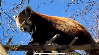 Odense Zoo in Denmark  Easter 2023 [upl. by Marcell799]