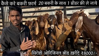 ₹8000How to start goatfarming Indias largest goat farmingsamriya goat farm [upl. by Sumahs]