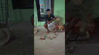 agri special chimbori 🦀crabs agarikolivlogs 1kg ytchannel [upl. by Silverts294]