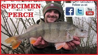 Specimen Perch Fishing On Commercial Fisheries At Alderwood Ponds [upl. by Che]