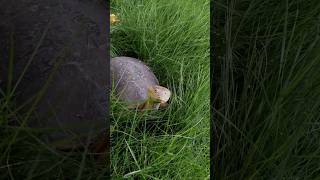 Indian Turtle in our Garden 😱  Feeding Turtle  argadeskitchen turtle viral shorts [upl. by Ezaria]