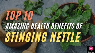 Top 10 Amazing Health Benefits Of Stinging Nettle  Blissed Zone [upl. by Mclaughlin]