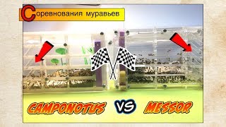 Соревнования муравьев  Camponotus albosparsus VS Messor Structor [upl. by Kahaleel]