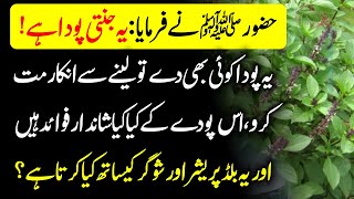 Tib E Nabvi SAWW  Benefits Of Sweet Basil Or Holy Basil  Tulsi Niazbo K Fayde  Urdu Lab [upl. by Akinej]