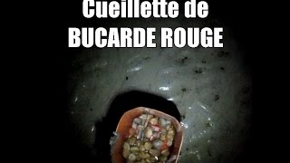 DERNIERE CUEILLETTE DE BURCADE ROUGE [upl. by Ahrens]