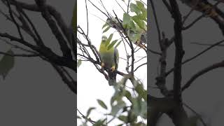 Yellow Footed Green Pigeon yellowfootedgreenpigeon birds birdvideos morningvibes 4k [upl. by Peters854]