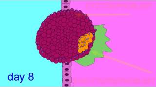 EMBRYONIC DEVELOPMENT TROPHOBLAST [upl. by Travus]