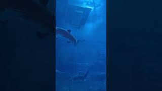 Dubai aquarium Latest 4K 120FPS shotoniphone [upl. by Ahsinhoj218]