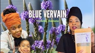 BLUE VERVAIN herb for Stress Anxiety and Sleep Disorders and more  Benefits  Dr Sebi Recommend [upl. by Winifield512]