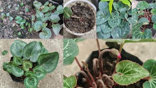 How to Grow Cyclamen Flowers from Seeds  Episode 1 [upl. by Gnen565]