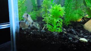 Panda and Habrosus Salt and Pepper cory cats [upl. by Adena]