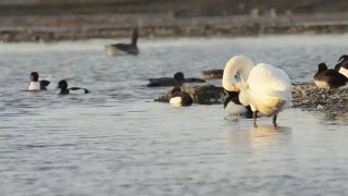 Bewicks swans A safe haven  WWT [upl. by Inanuah]