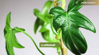 9 plantes dintérieur qui poussent dans leau [upl. by Weber]