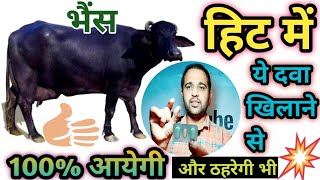 भैंस को हीट में कैसे लाएं हीट में लाने की दवाBuffalo ko Heat mein laane ki Medicine [upl. by Valentino]