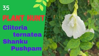 Sanku Pushpam  Clitoria ternatea   Aparajitha [upl. by Harret]