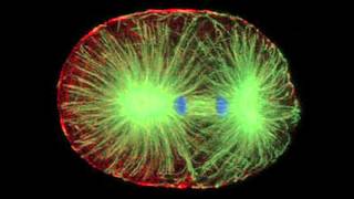 Confocal Microscope [upl. by Kenyon]