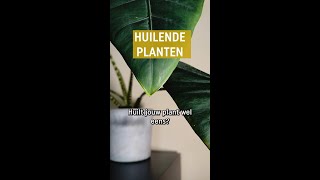 Huilende planten  Alles over guttatie  Pokon [upl. by Mohandas521]