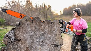 The Worlds Most Powerful Chainsaw Stihl MS 881 VS 50in MAPLE [upl. by Aonian]