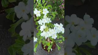 Planta Jasmin do Caribe 50 reais [upl. by Marylin]