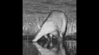 Awesome Aardvark visits Mabula again [upl. by Annej69]