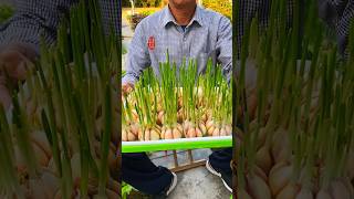 Use this seedling tray to plant garlic seedlings they grow fast and the roots wont rot 水培芽苗菜自己种菜 [upl. by Dj440]