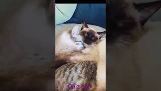 cats in love😍😍😍The Battle Cats😻🐾try not to laugh impossible 😻🐾shortvideo shorts short [upl. by Ahsieki]