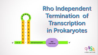 Rho Independent Termination  Transcription in Prokaryotes  Molecular Biology  Biotechnology [upl. by Jann]