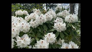 Primulas Azaleas and Rhododendrons at New Jersey Botanical Garden April 27 2024 [upl. by Cleland516]