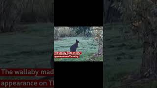 Wayward wallaby spotted in Devon garden [upl. by Giguere]