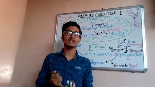 Trick to remember ornithineurea cycle for NEETAIIMS JIPMER IIT JAM BLBT  GATE  NETJRF [upl. by Enairb]