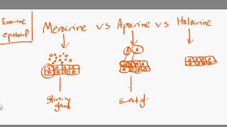 merocrine vs apocrine vs holocrine [upl. by Rubetta]