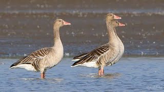 Greylag goose Call Sound Hunting [upl. by Aitrop]