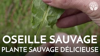 Loseille sauvage plante sauvage délicieuse [upl. by Erb]