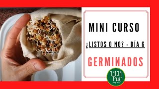 🥗 COMER GERMINADOS de alfalfa y legumbres a partir de aquí 👉 Cultivo de GERMINADOS DÍA 6️⃣ [upl. by Anelav417]