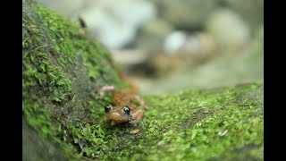 Beautiful Rare Salamander Found in Cave [upl. by Connett]