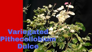 Variegated Pithecellobium Dulce [upl. by Eninahpets]