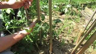 Staking Large Indeterminate Tomatoes A 3 Stake Method  The Rusted Garden 2013 [upl. by Reeher639]