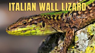 The Italian wall lizard mating Podarcis sicula [upl. by Rahr]