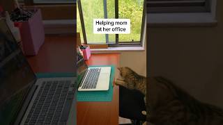 Office Cat 😸💻 funnycatvideos tabbymeow nocatnolife [upl. by Notlem]