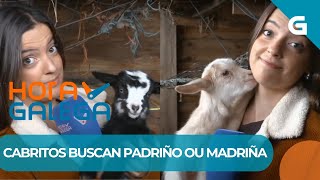 🐐 ESTES CABRITOS DE BAROÑA BUSCAN PADRIÑOS E MADRIÑAS [upl. by Natala]