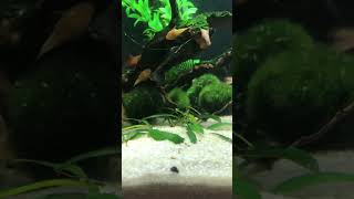 Pleco tank [upl. by Ssenav]