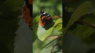 motyl rusałka admirał Vanessa Atalanta Red admiral butterfly 🦋 [upl. by Notnil]