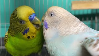 Cortejo de periquitos Australianos  Parakeets mating call sounds  KichirMichir [upl. by Anuayek856]