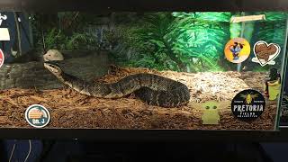 Venomous Cottonmouth Snake Makes A Connection With This Rat [upl. by Nosnor]