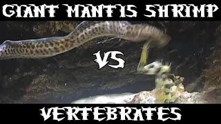 Giant Spearing Mantis Shrimp Vs Many [upl. by Arahsal717]