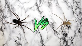 жёлтый сак vs steatoda grossa [upl. by Yztim]