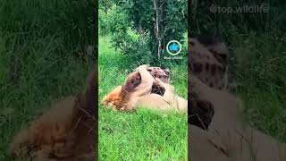 Lions attack on chaatha shortvideoviral subscribe 10millionveiws lionfight wildlifeanimalworld [upl. by Slyke]