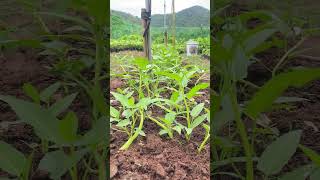 Water spinach in soil growing [upl. by Atreb]